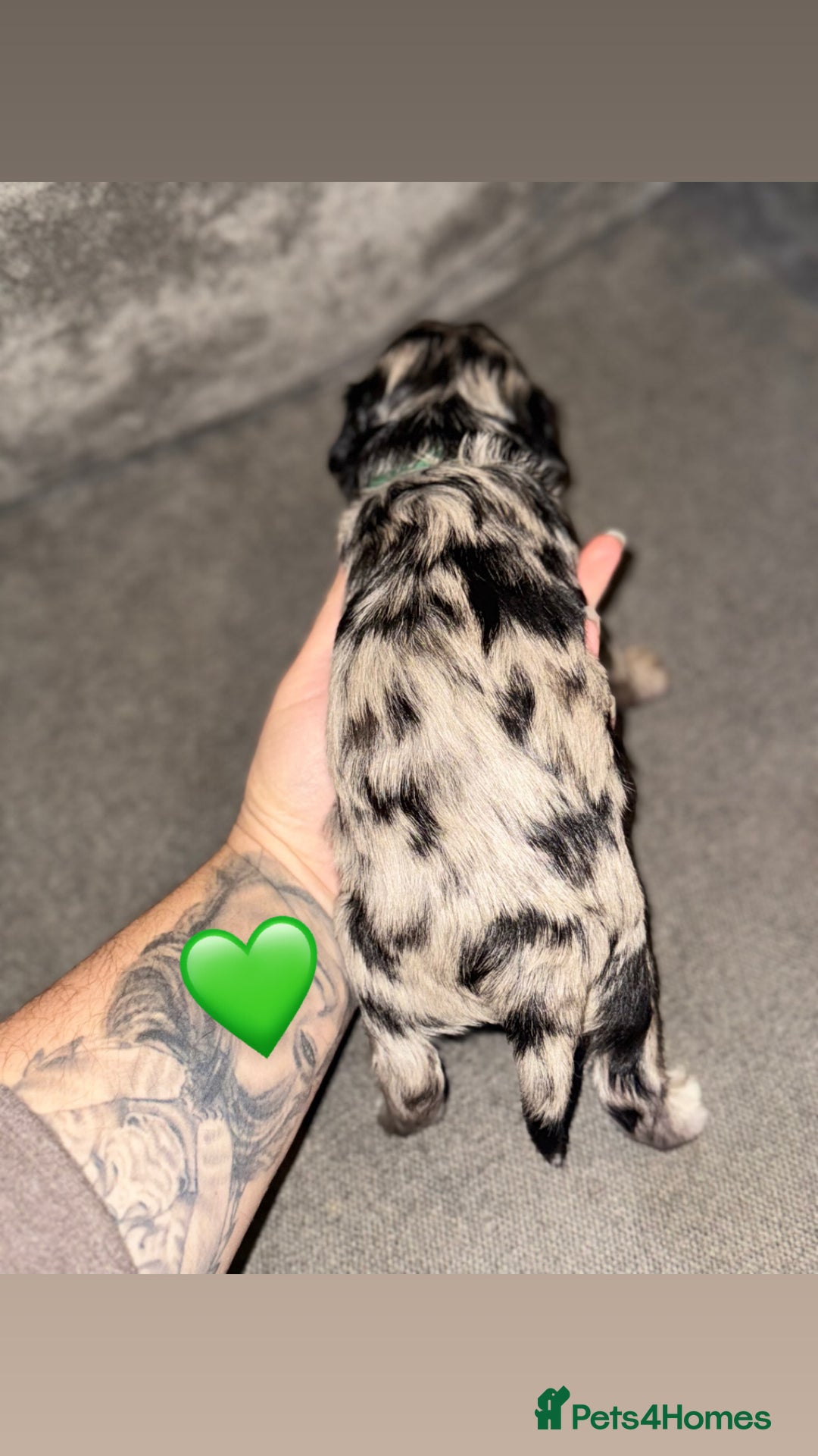 Mixed Breed dogs for sale: Shihpoo X Cocker Spaniel pups - Image 7