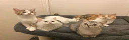 Munchkin cats for sale: Full Pedigree Munchkin Kittens - Advert 26