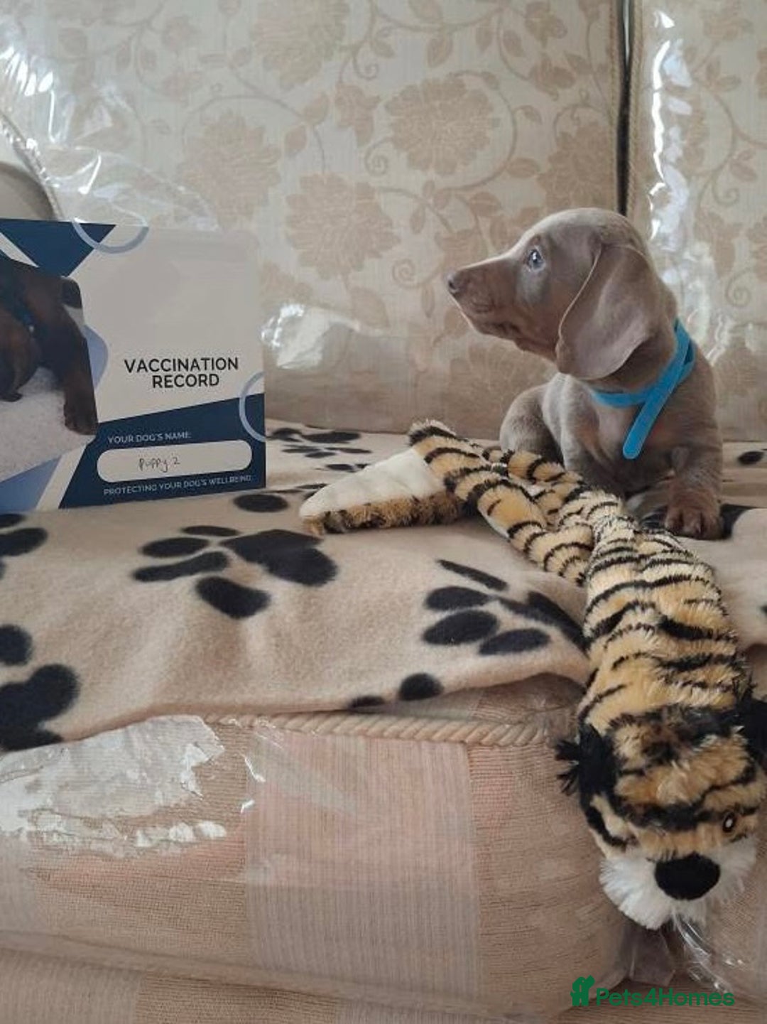 Miniature Dachshund dogs for sale: Miniature dachshund puppies - Image 21