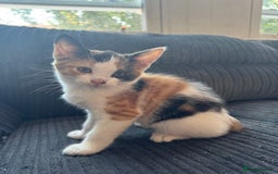 British Shorthair cats for sale: Cute kittens  - Image 6