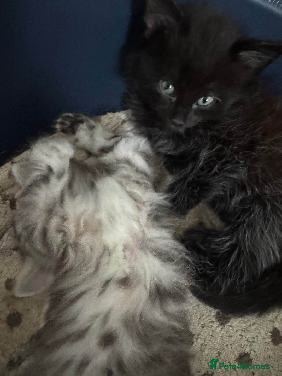 Mixed Breed cats for sale: 4 kittens for sale  - Image 5