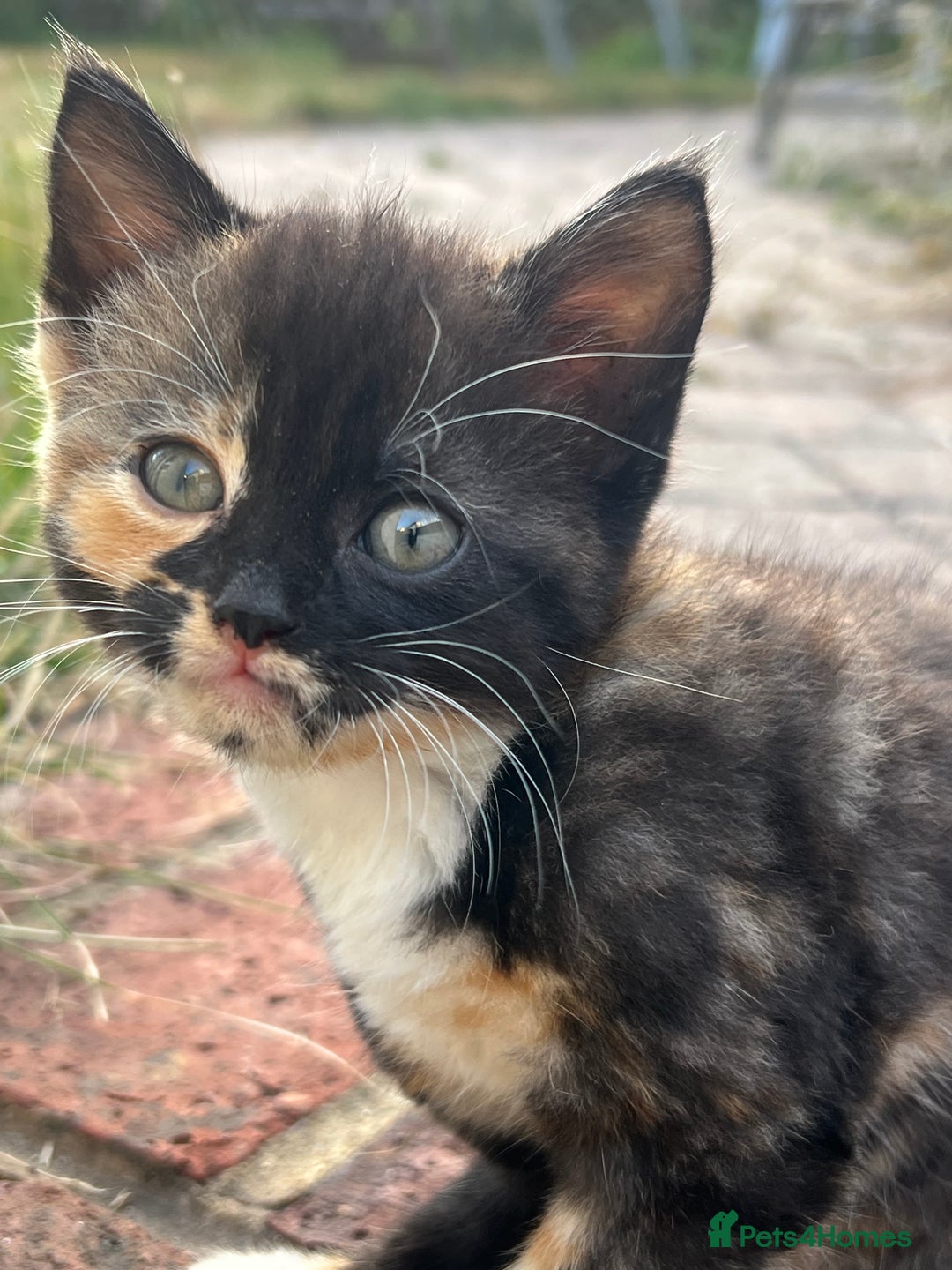 Mixed Breed cats for sale: Four beautiful kittens  - Image 2