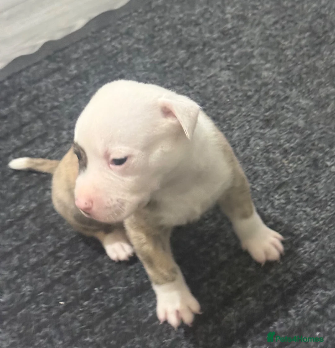 American Bulldog dogs for sale: AMERICAN BULLDOG PUPIES - Advert 2