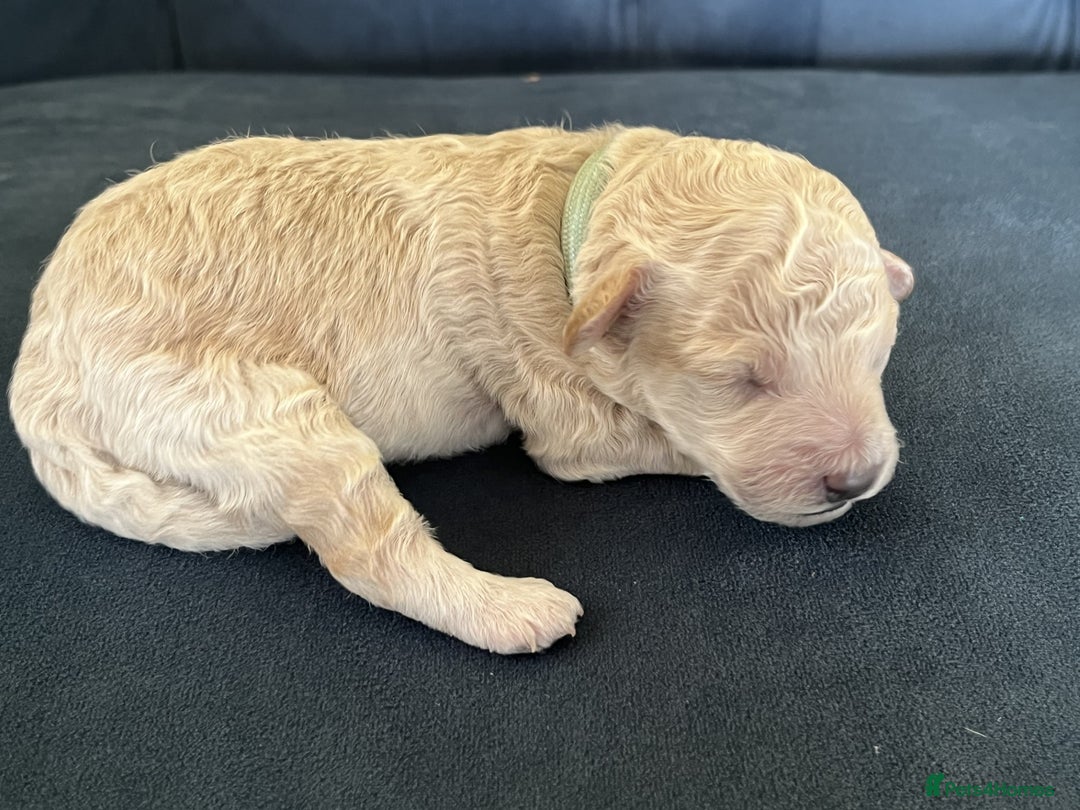 Miniature Poodle dogs for sale: Bred for temperament , health and quality. - Image 27