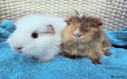 Guinea Pig rodents for sale: Pair of Guinea pig sows - Image 1