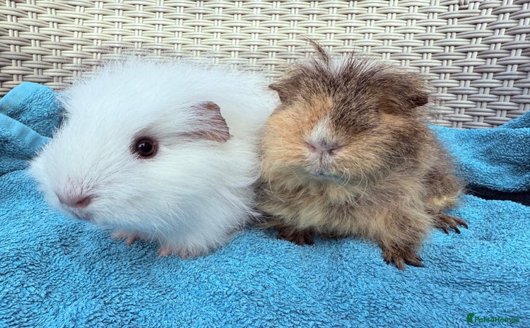 Guinea Pig rodents - Advert 1