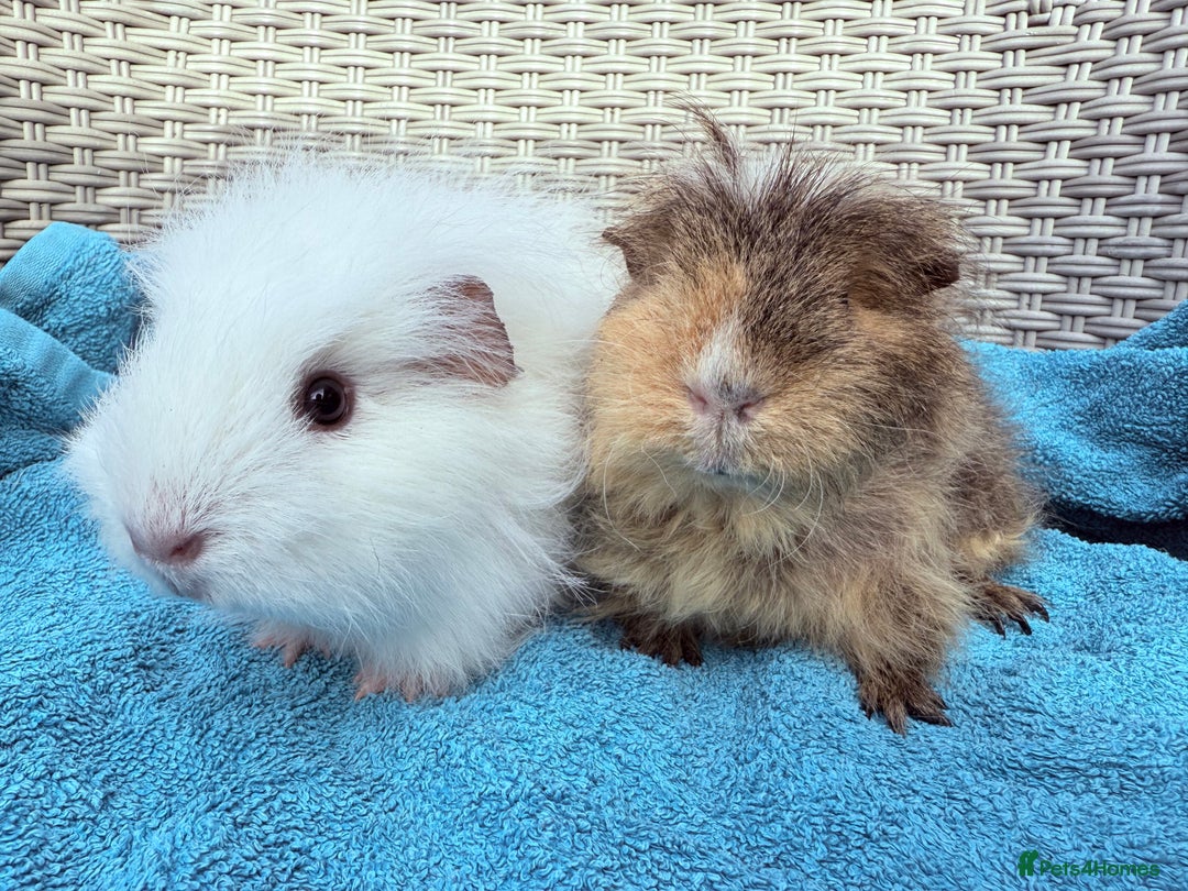 Guinea Pig rodents for sale: Pair of Guinea pig sows - Image 1