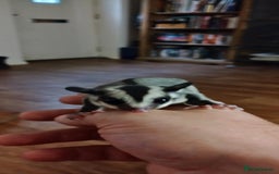 Sugar Glider rodents for sale: Sugar Glider, Male, 12 weeks. - Image 4