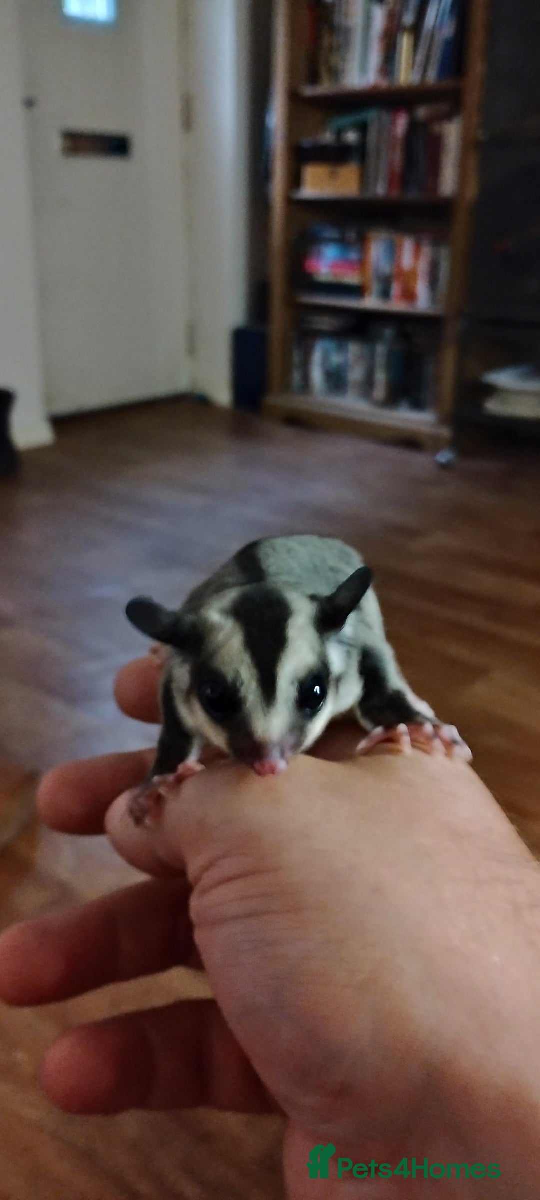 Sugar Glider rodents for sale: Sugar Glider, Male, 12 weeks. - Image 4