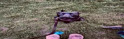 Mixed Breed dogs for sale: Molly  - Advert 1
