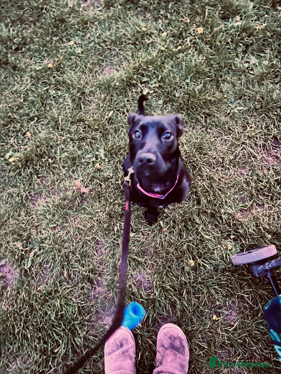 Mixed Breed dogs for sale: Molly  - Advert 1