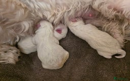 Maltese dogs for sale: Bichon Maltese - Image 18
