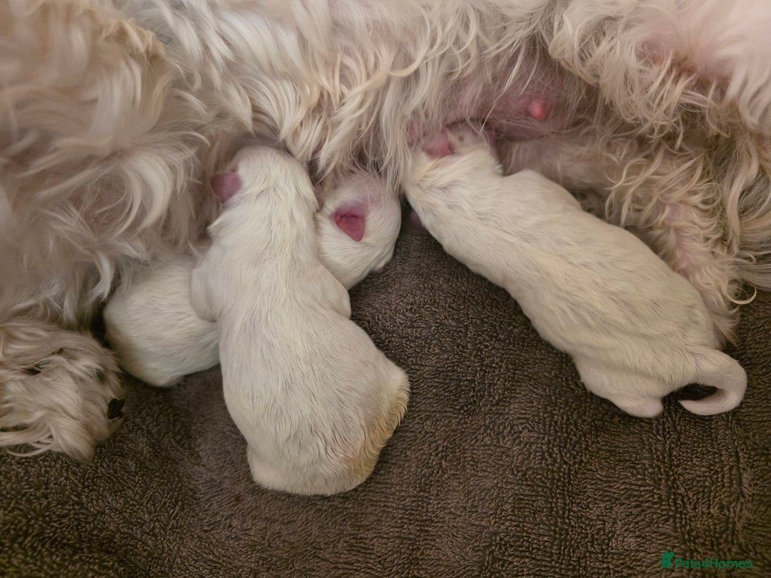 Maltese dogs for sale: Bichon Maltese - Image 18