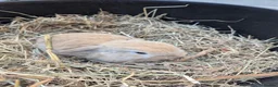 Mini Lop rabbits for sale: Beautiful Mini Lops - Advert 5