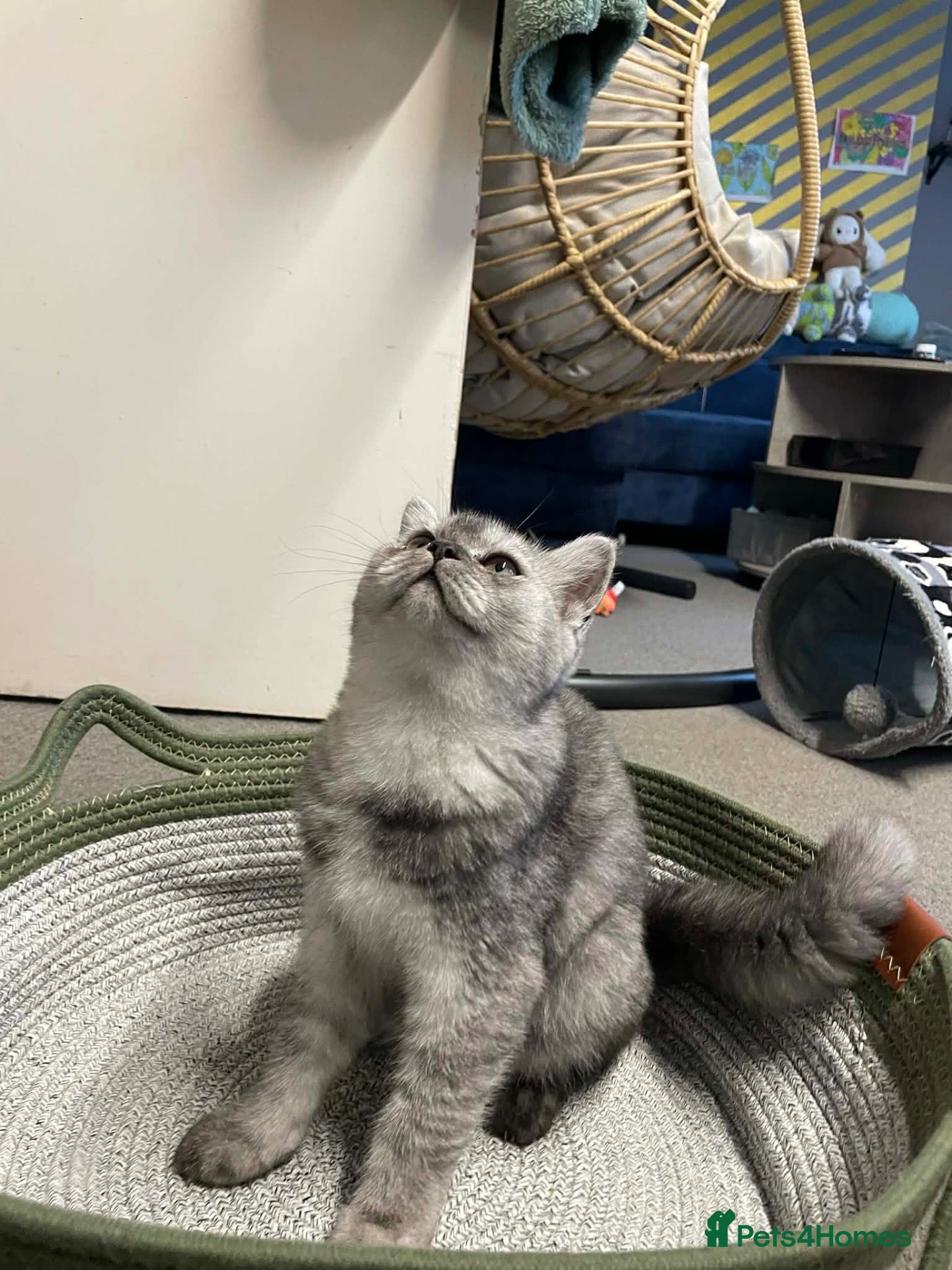 Scottish Fold cats Beautiful 5 Month Old Scottish Fold Girl - Advert 3