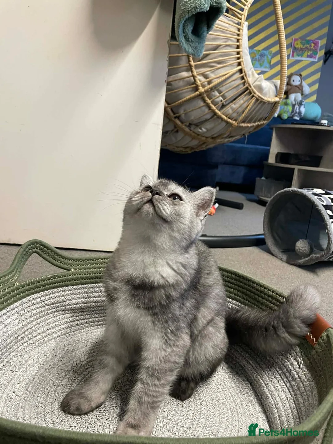 Scottish Fold cats for sale: Beautiful 5 Month Old Scottish Fold Girl in Spalding - Advert 1