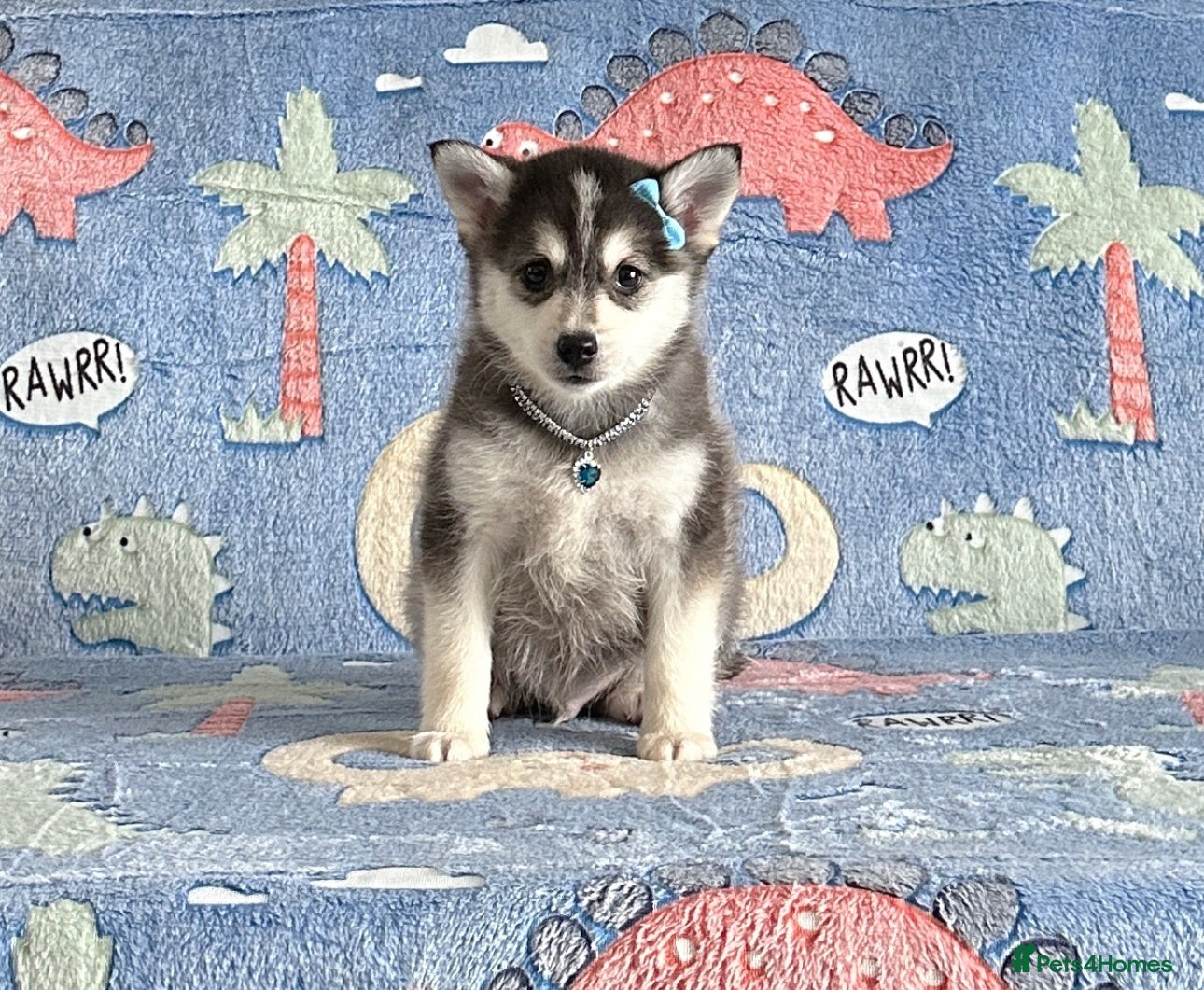 Pomsky dogs perfect husky markings Pomsky puppies for sale - Advert 1