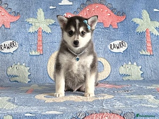 Pomsky dogs micro perfect husky markings Pomsky puppies - Advert 4