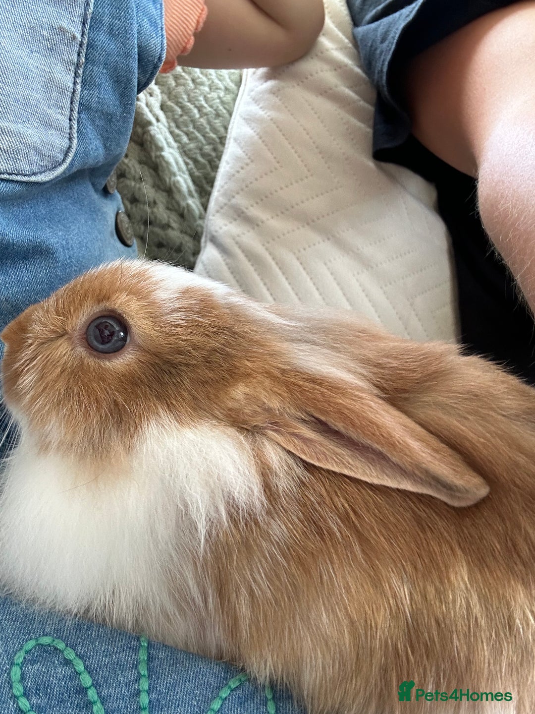 Lionhead rabbits for sale: Two male lionhead rabbits and cage - Advert 3