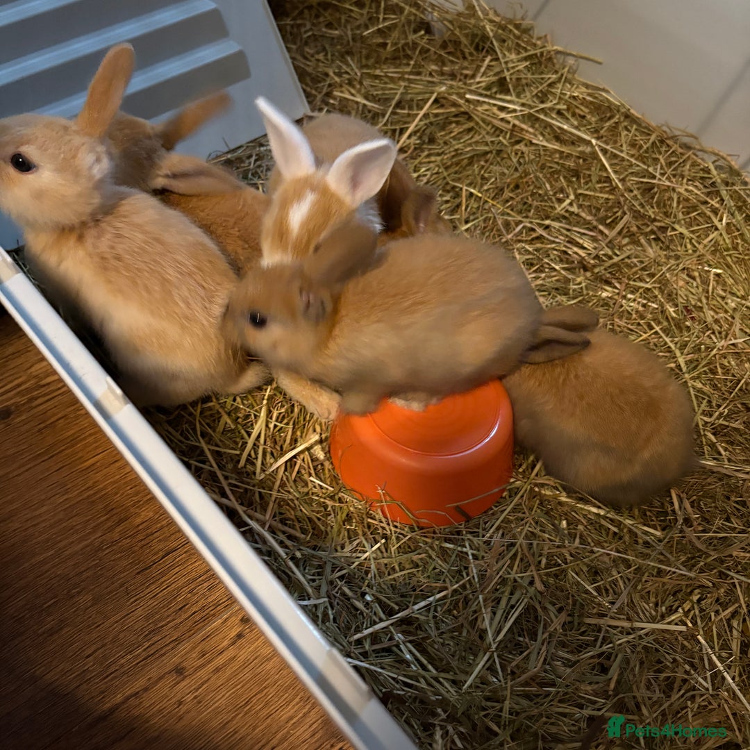 Mixed Breed rabbits for sale: Beautiful litter of mixed  rabbits ( dad a Rex)  - Image 4