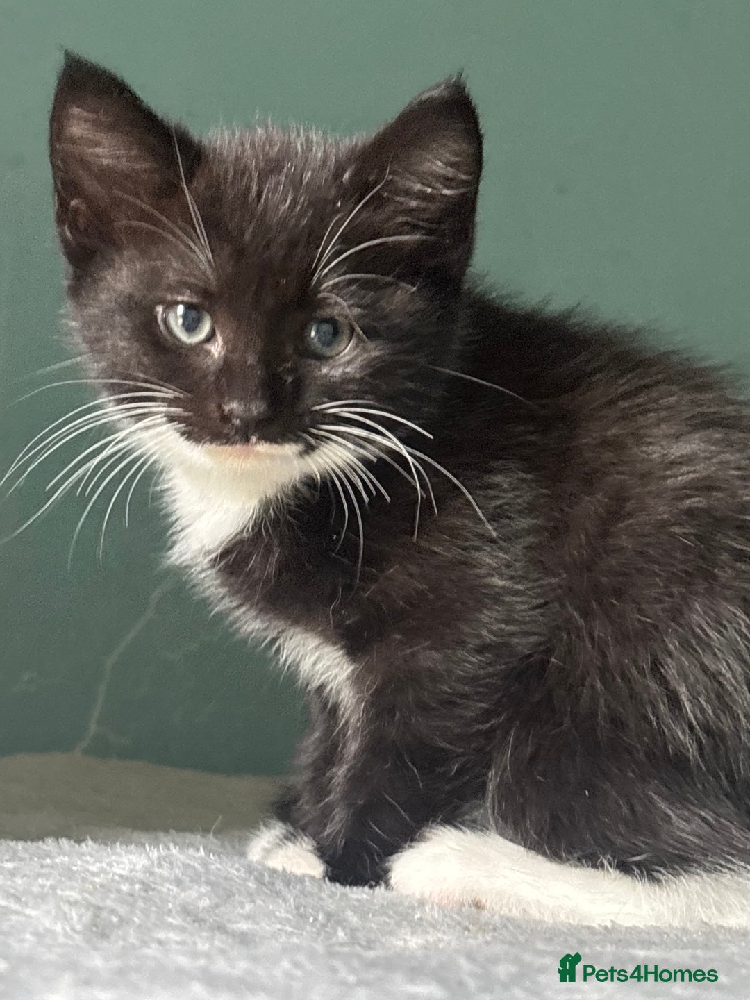 Domestic Shorthair cats for adoption: -Adopt from Cats in Crisis East London  - Image 19