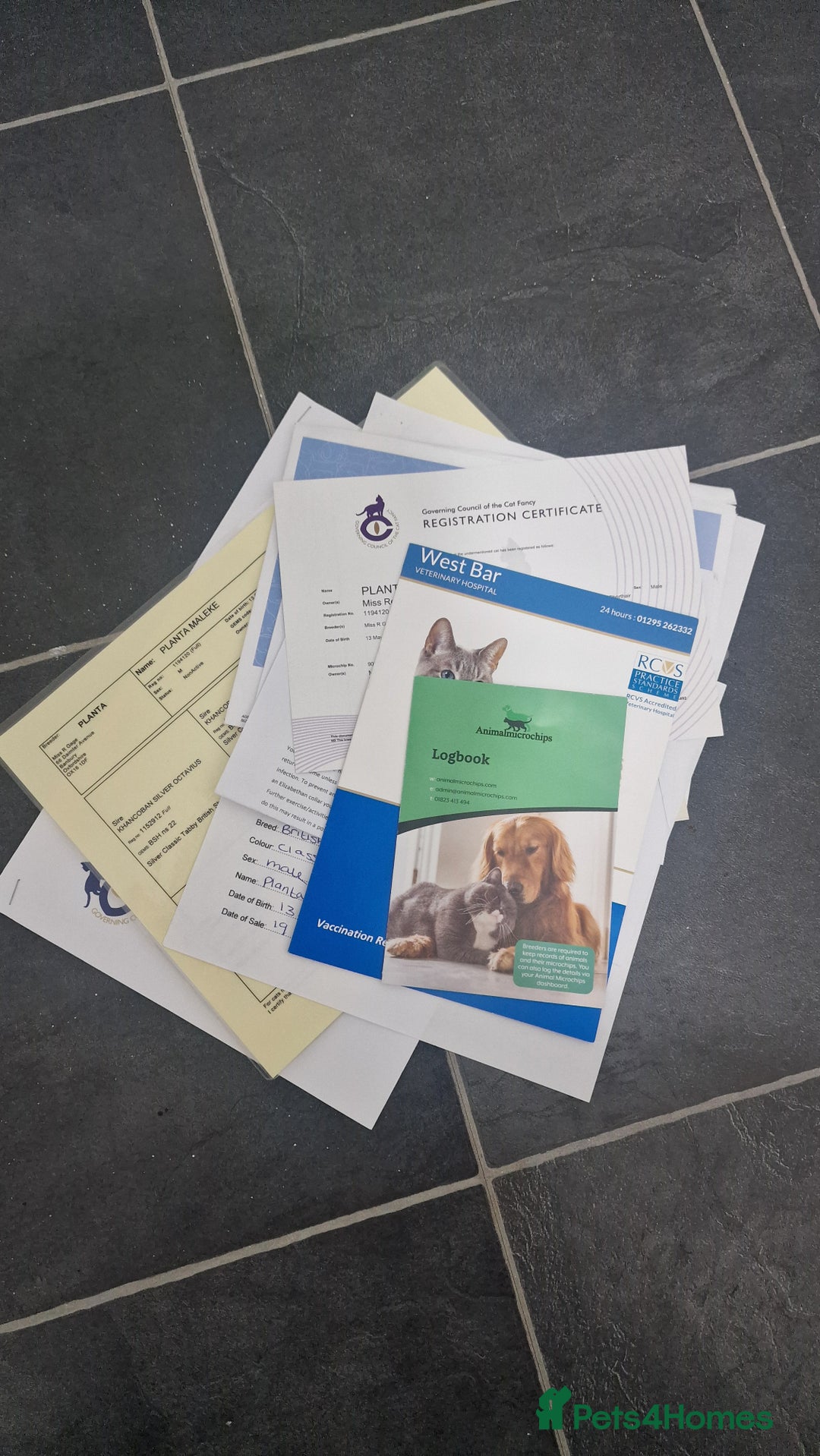 British Shorthair cats for sale: Silver Classic Tabby British Shorthair - Advert 9