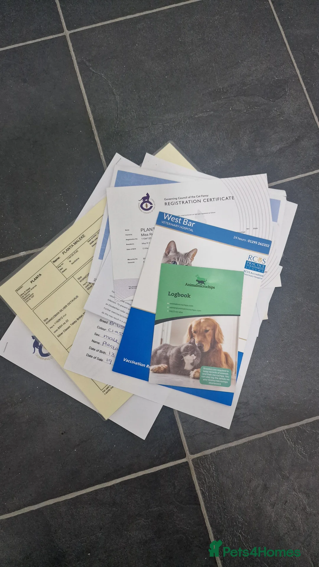 British Shorthair cats for sale: Silver Classic Tabby British Shorthair - Advert 9