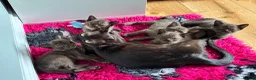 Burmese cats for sale: Stunning GCCF Burmese kittens from fantastic lines - Advert 2