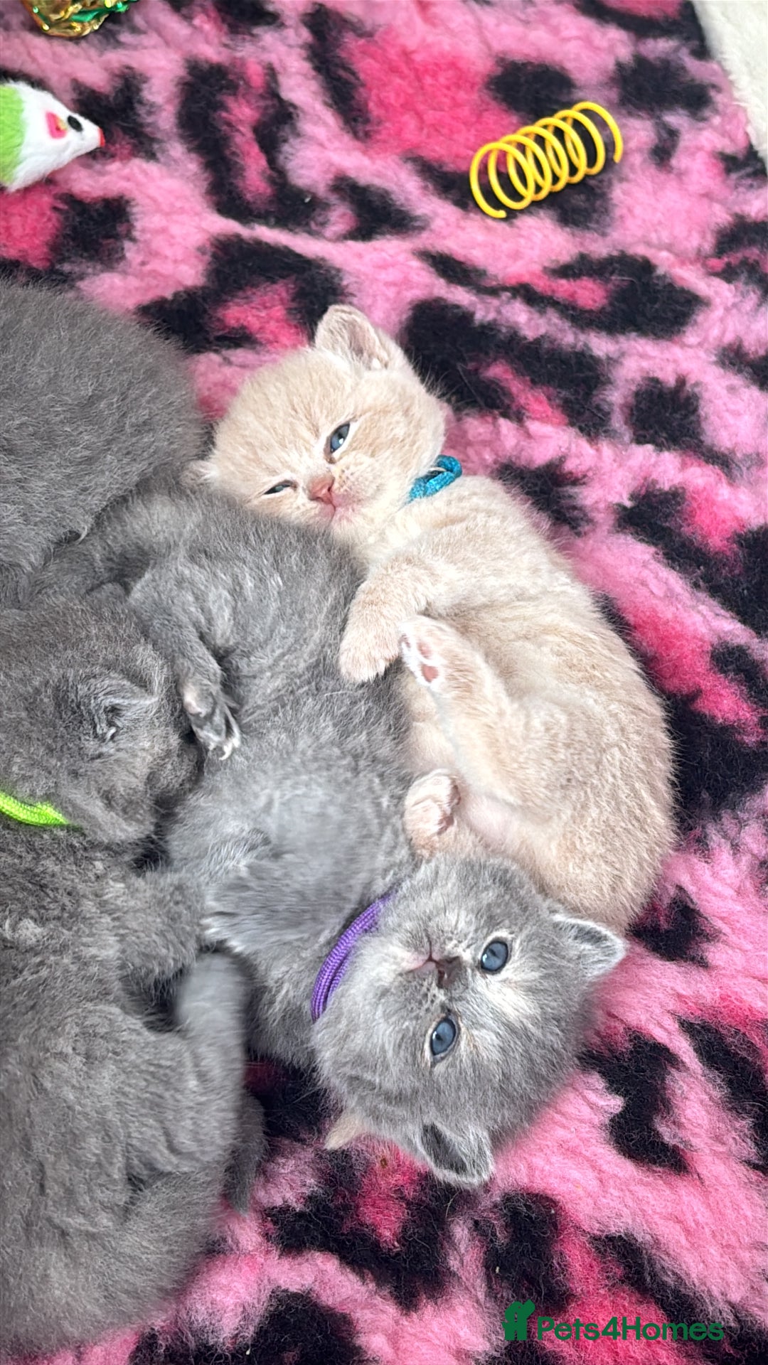 British Shorthair cats for sale: Britishshorthair kittens  - Advert 6