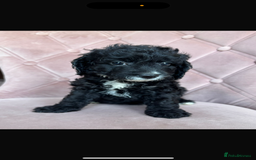 Cockapoo dogs for sale: Cockapoos  - Image 4