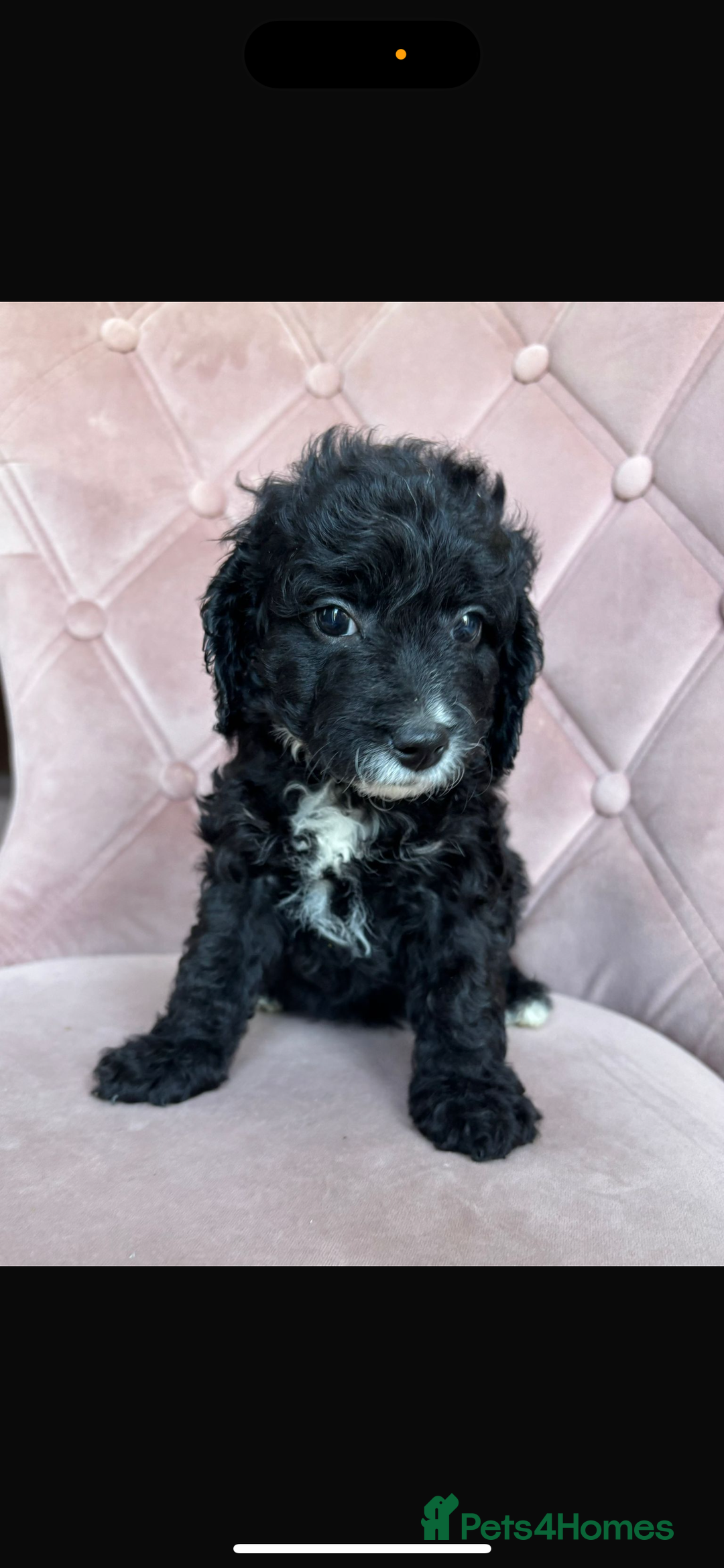 Cockapoo dogs for sale: Cockapoos  - Image 4