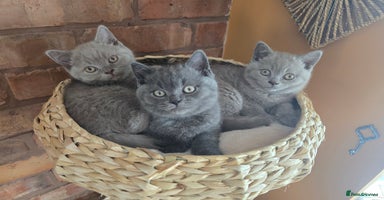 British Shorthair cats - Advert 9