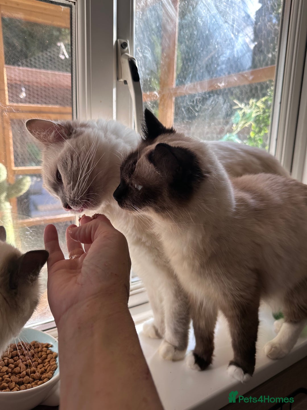 Ragdoll cats for sale: Beautiful Boy Dolls. 🐱 - Image 8