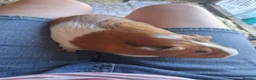 Guinea Pig rodents for sale: 2 bonded guinea pig girls in Sleaford - Advert 3