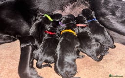 Goldador dogs for sale: Stunning Black Lab/Golden Retriever Puppies - Advert 1