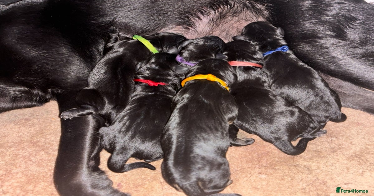 Stunning Black Lab/Golden Retriever Puppies for sale in Bradford