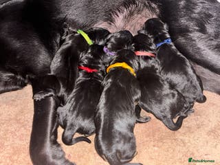 Goldador dogs Stunning Black Lab/Golden Retriever Puppies - Advert 2