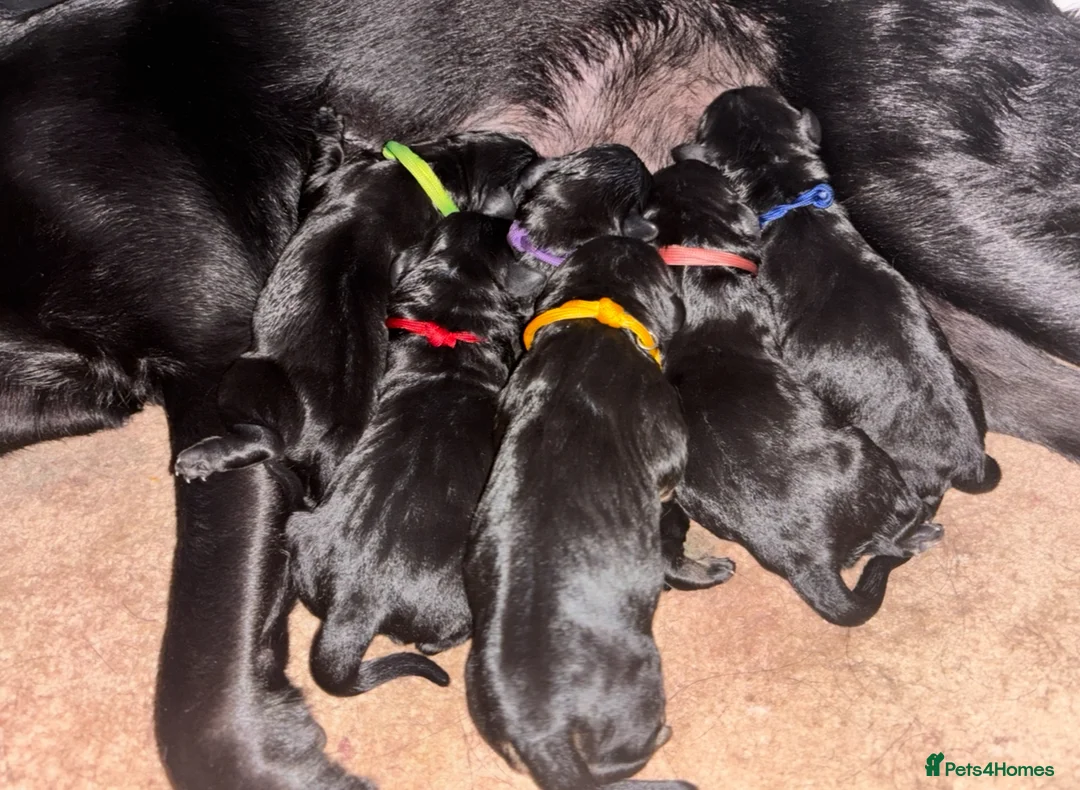 Goldador dogs for sale: Stunning Black Lab/Golden Retriever Puppies - Advert 1
