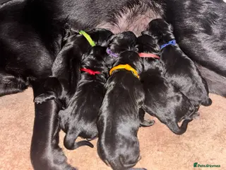 Goldador dogs Stunning Black Lab/Golden Retriever Puppies - Advert 2