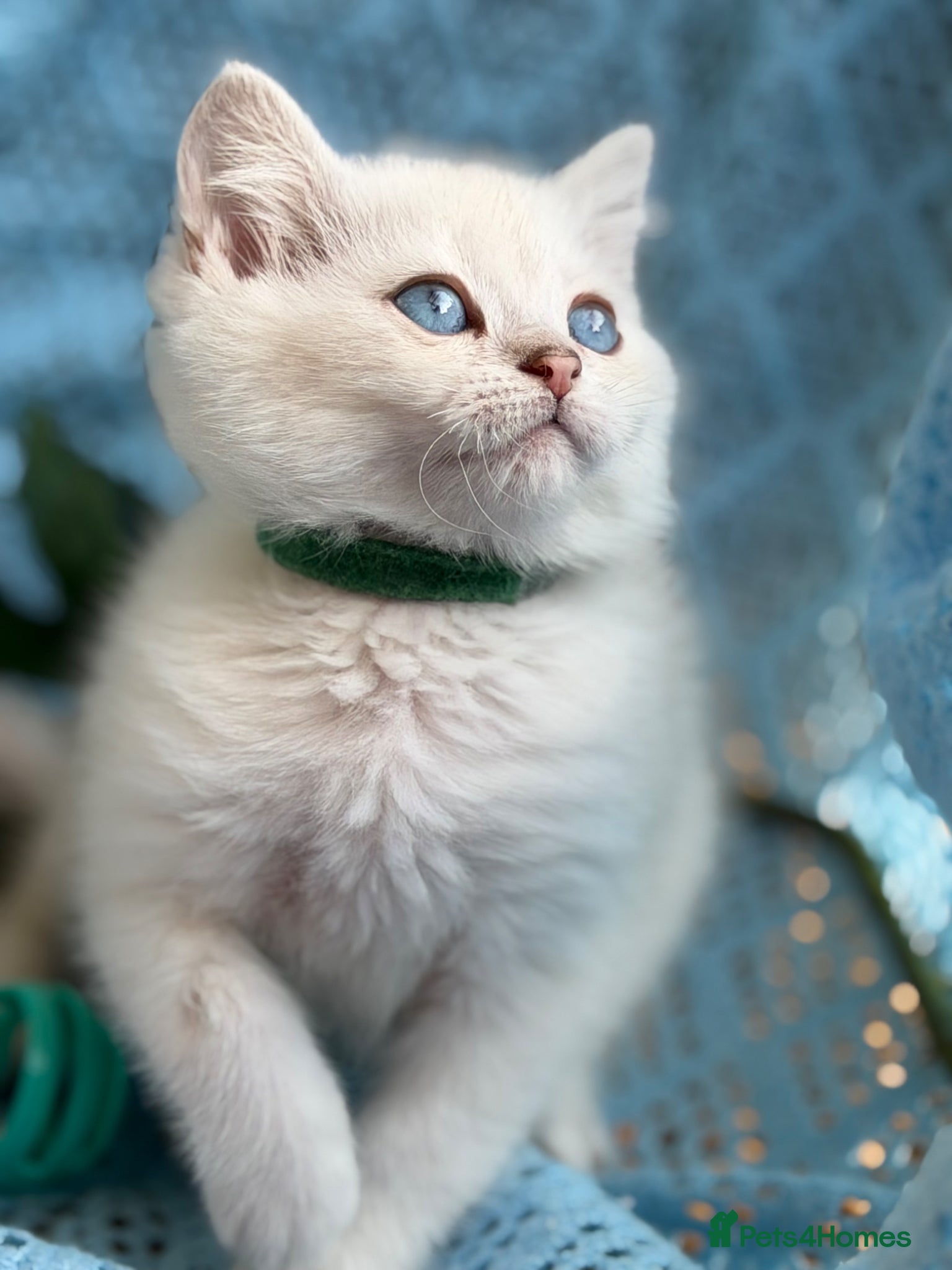 British Shorthair cats British sh kittens Golden point TICA - Advert 18