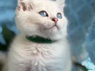 British Shorthair cats British sh kittens Golden point TICA - Advert 18