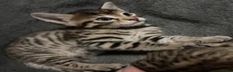 Bengal cats for sale: Bengal 75% maine coon 25%   - Advert 10