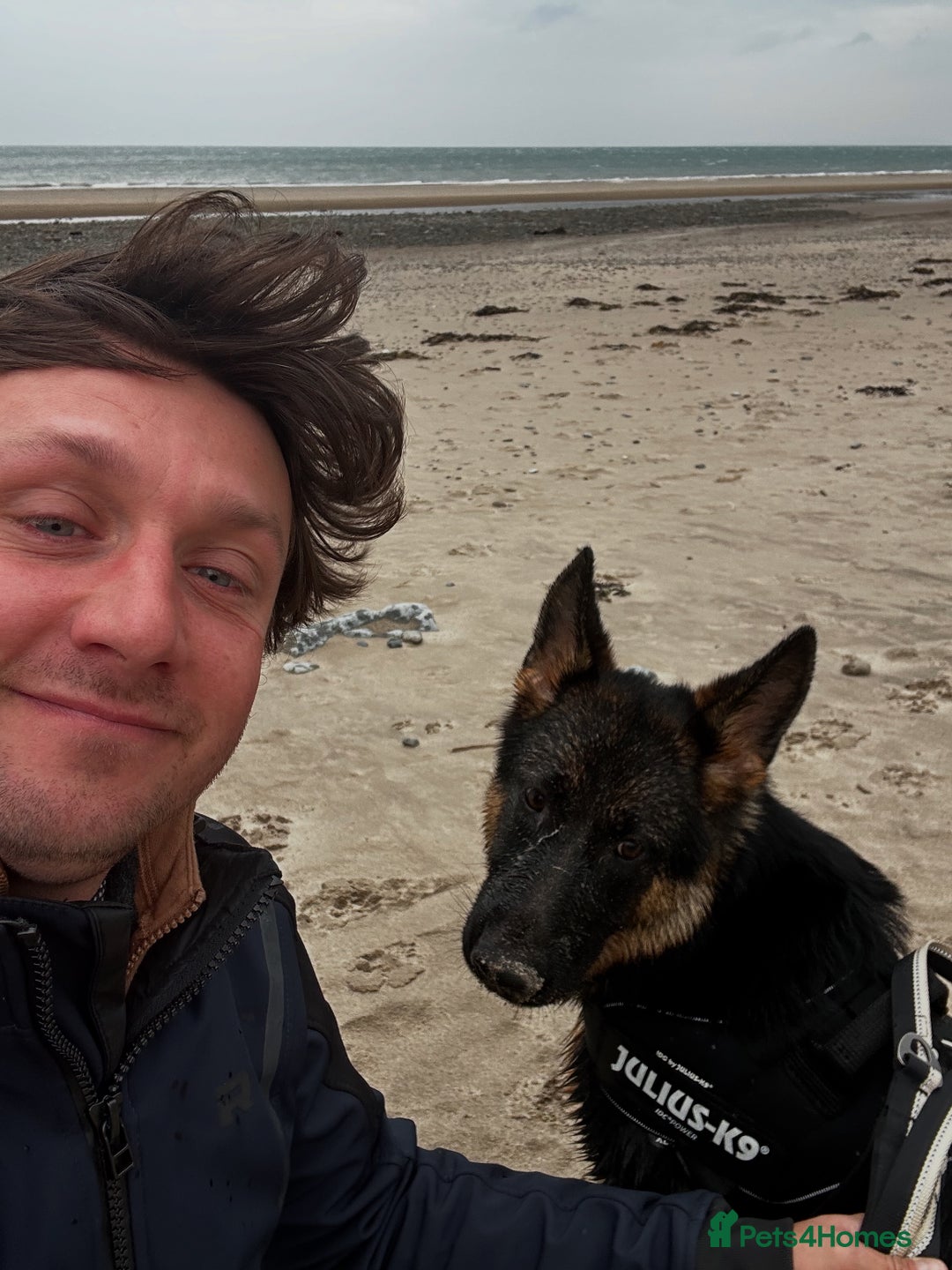 German Shepherd dogs for sale: Freyr - Image 8