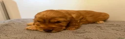 Cocker Spaniel dogs for sale: Stunning Golden Show Cocker Spaniels  - Advert 12