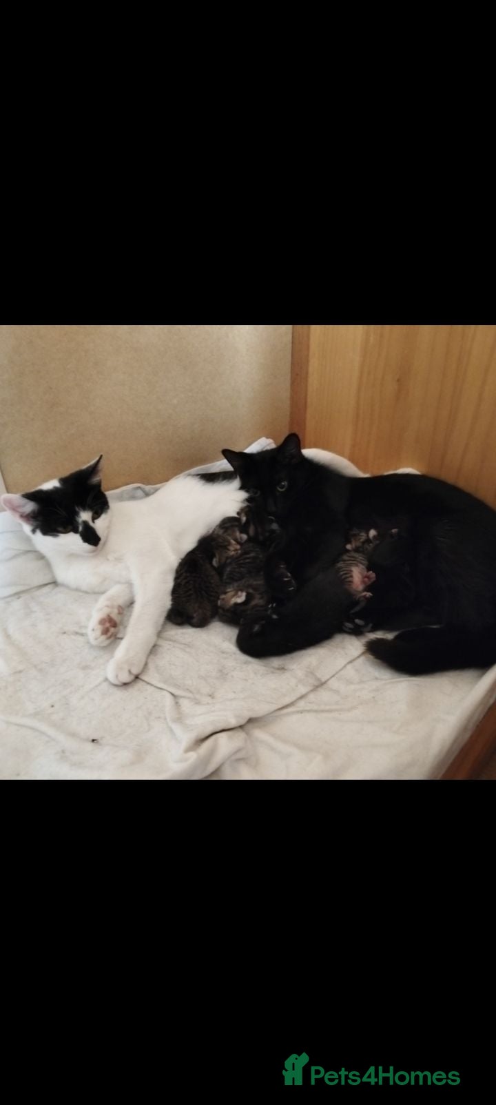 Mixed Breed cats Lovely Kittens  - Advert 14