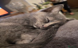 British Shorthair cats for sale: British shorthair kittens available 5 girls left  - Image 15