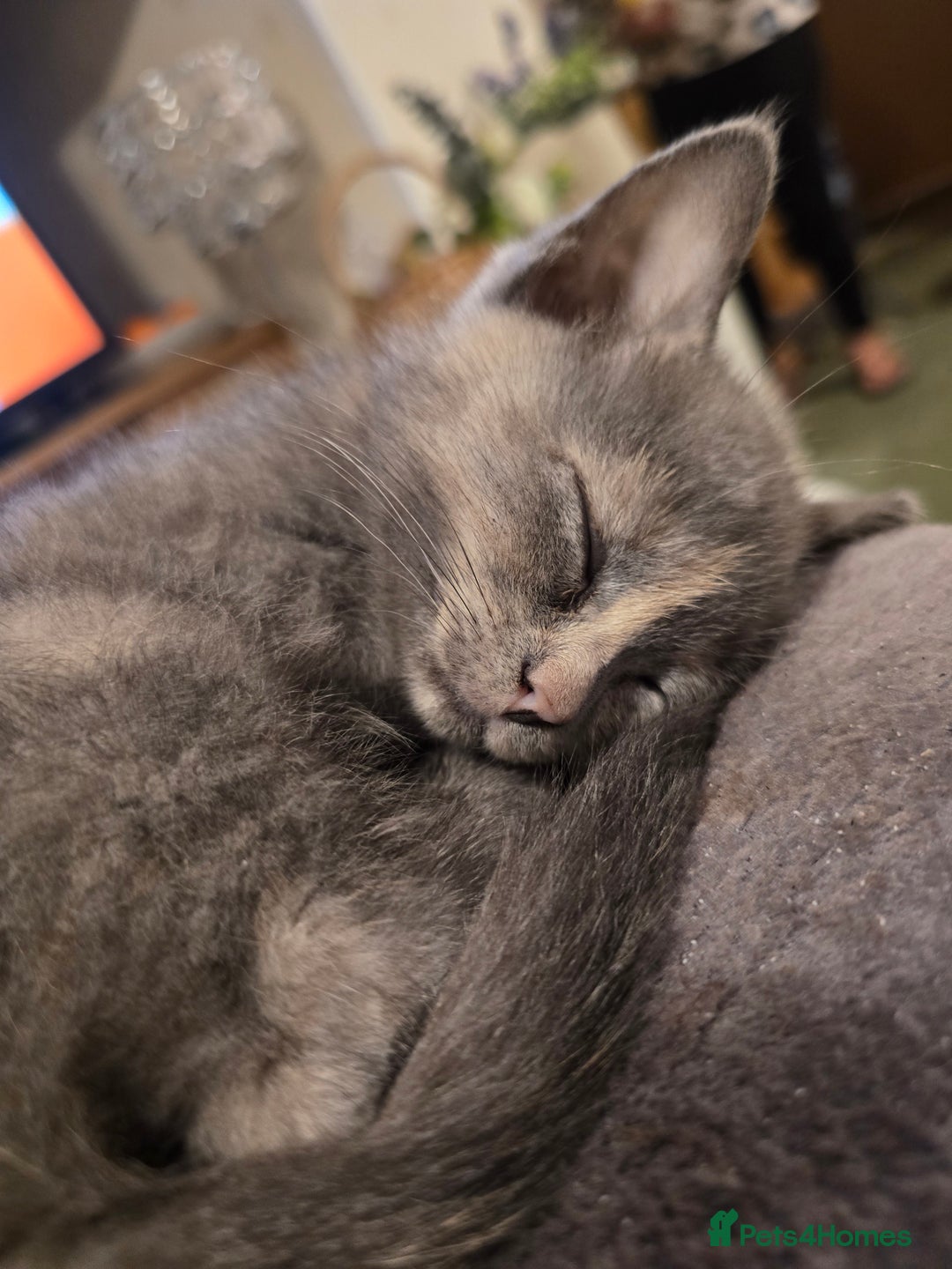 British Shorthair cats for sale: British shorthair kittens available 5 girls left  - Image 15