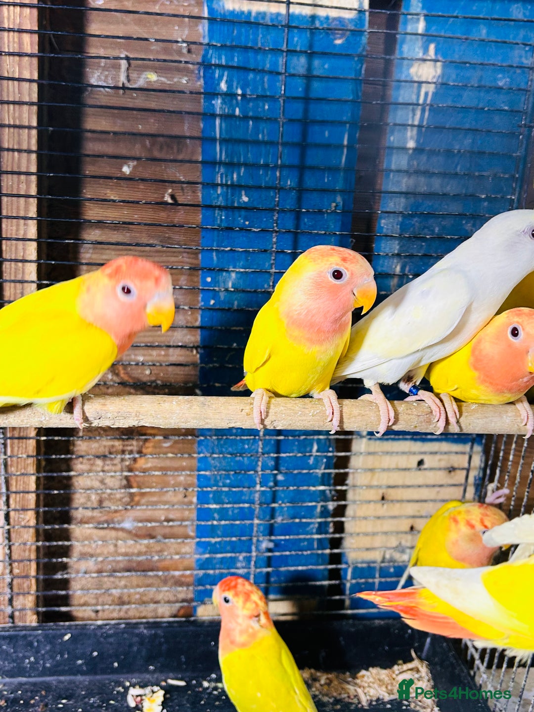 Lovebirds birds for sale: Lutino/pied peach face lovebirds for sale  - Image 9