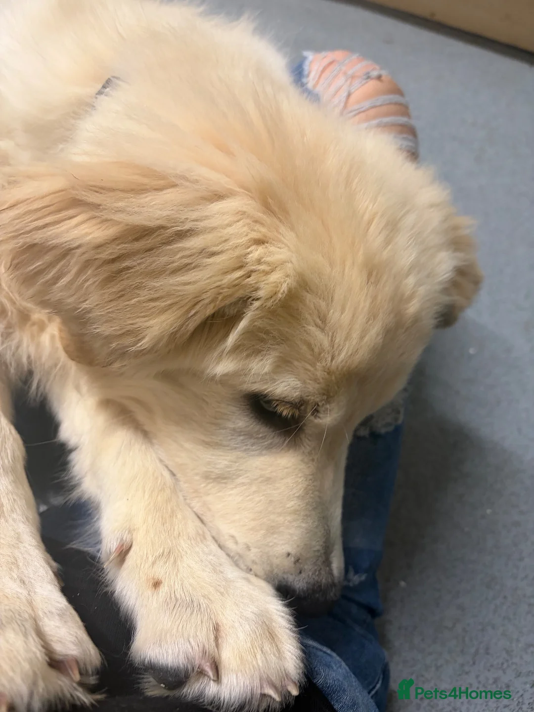 Golden Shepherd dogs for sale: LOKI - Golden Shepherd puppy. Reluctant sale in Market Harborough - Advert 2