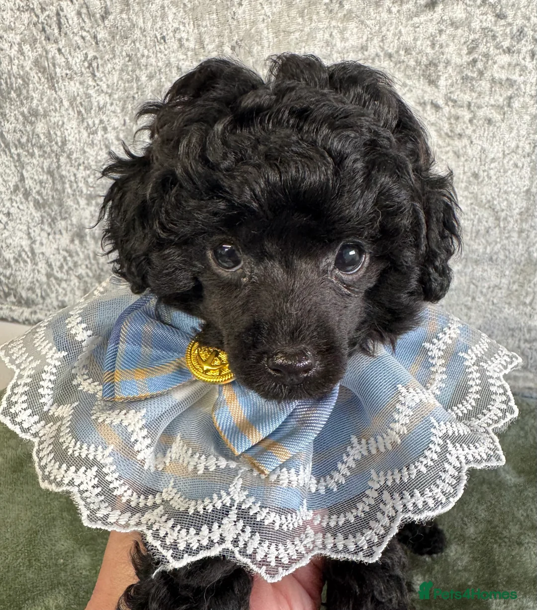 Toy Poodle dogs for sale: Toy poodle x Asian  - Advert 6